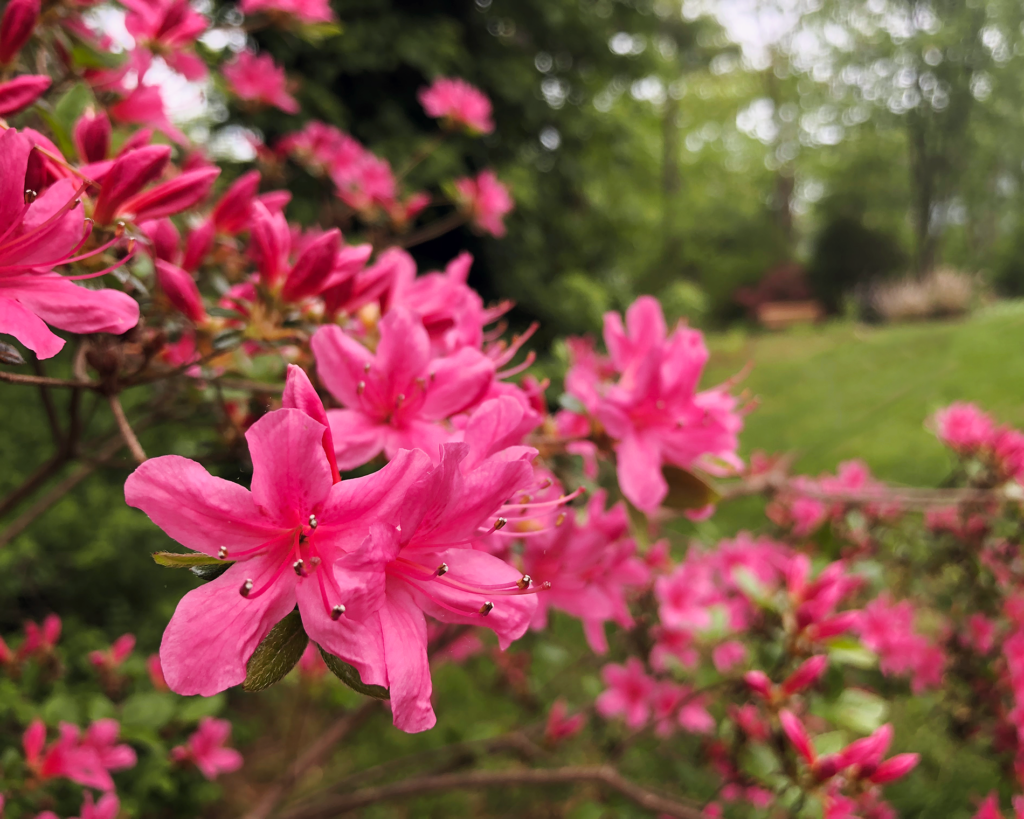 azaleas in bloom at brook by the sea york beach maine